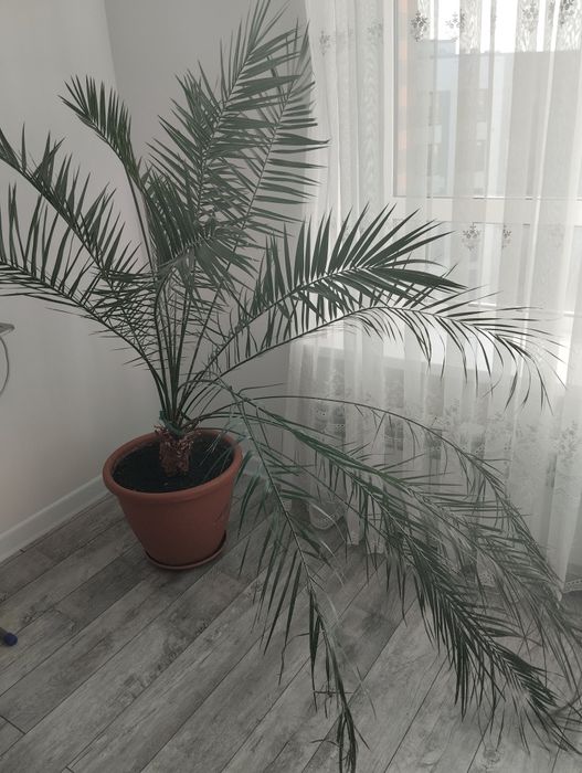 Пальма финиковая