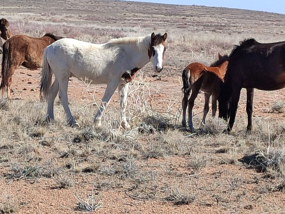 Продаю 9 годовалых жеребят