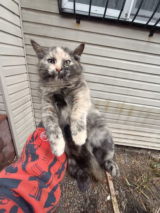 Мохнатое счастье