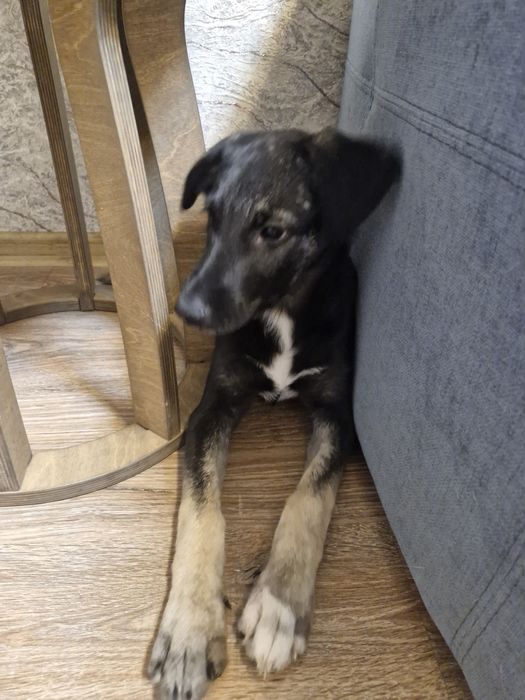 Щенок девочка 3,5 месяца