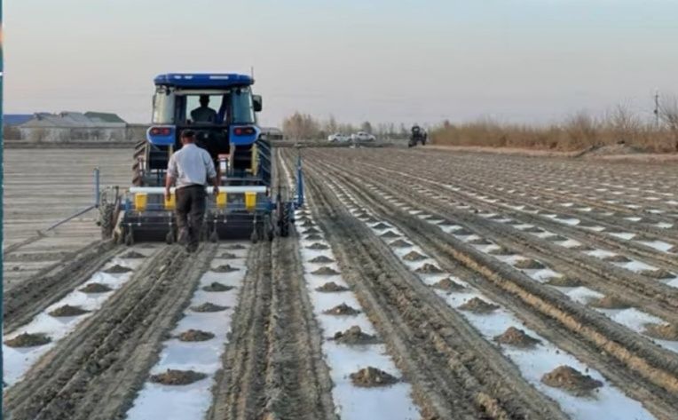 Fermerlar uchun paxta pilonkasi
Tavsif:
Paxta mavsumi uchun ideal pilo