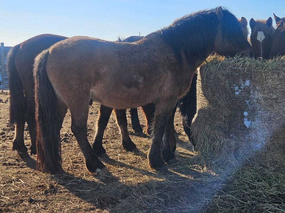 Продаются айгыры