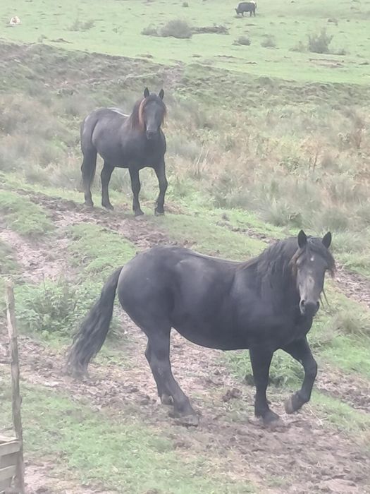 Armasar si iapa de vanzare