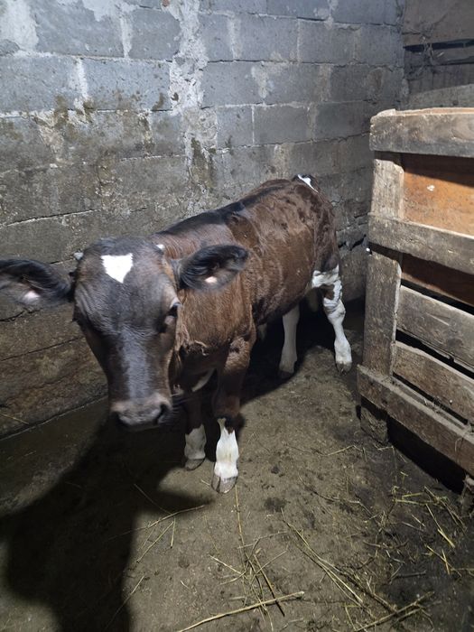 Vând vițel are 2 luni jumate