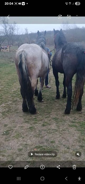 De vzare Mânzâ dovâ  Mânzâ onani jumate telefoni de