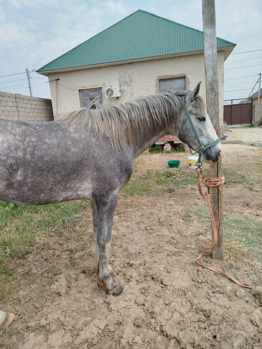 3жасар құнан сатылады Шымкент қаласы