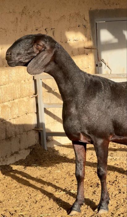 Кішкентайлар сиқырды сорып алады