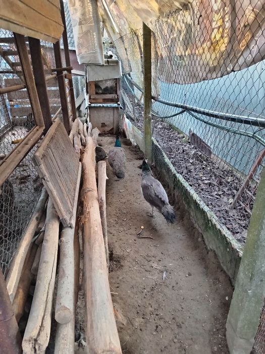 Vând sau schimb cu gaini de țară