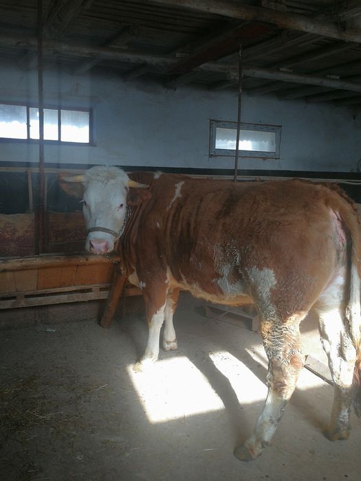 Vind vitica Baltata Romineasca