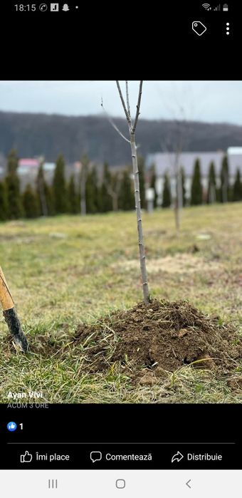 Puieți de replatare cu prindere suta la suta.