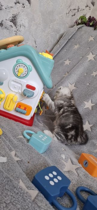 Вислоухие котята скоттиш фолд