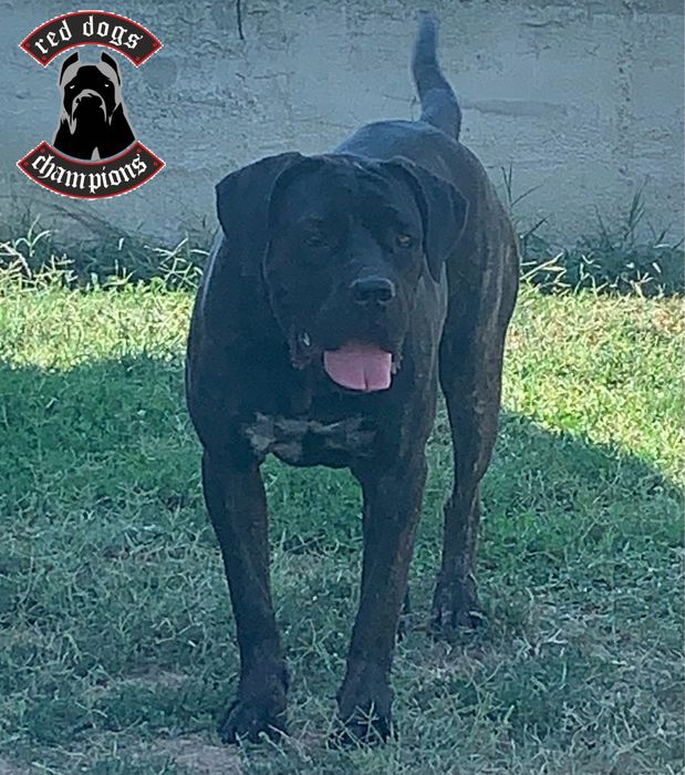 Femela Cane Corso - Campioana FCI