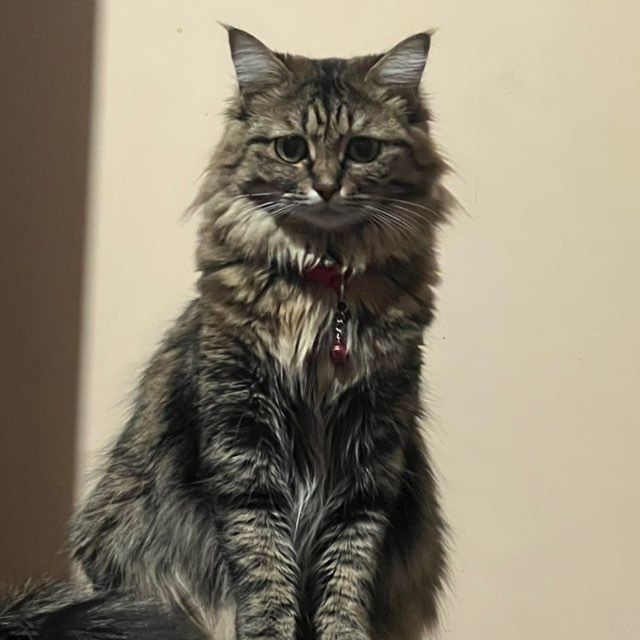 Mushk sotiladi soglom aqily  domda bolaligidan boqilgan toza