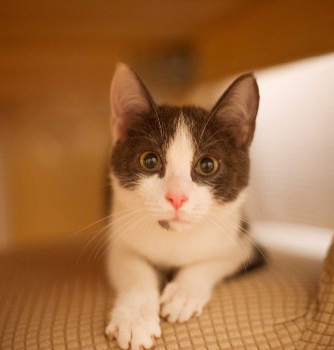 Котёнок Бруно, мальчик 4 месяца