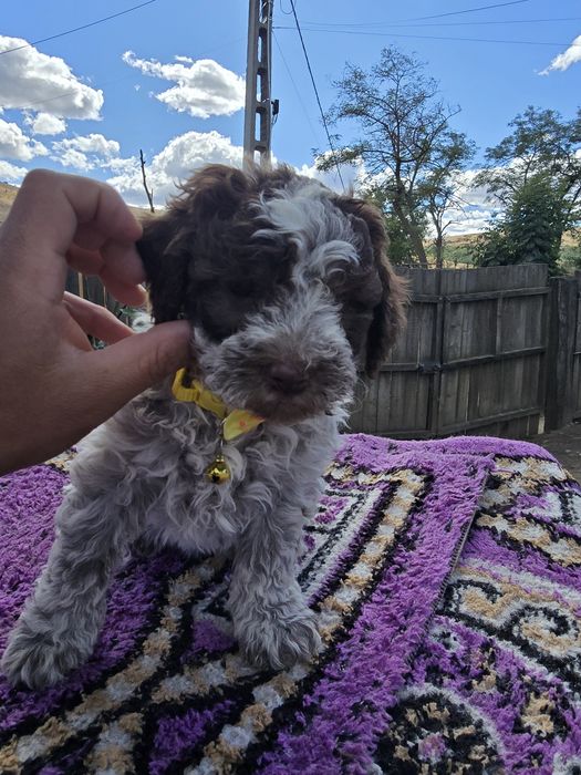 Femelă Lagotto Romagnolo – Rasă pură, 1 lună și jumătate