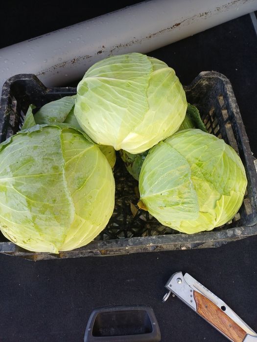 Vând varză de toamna