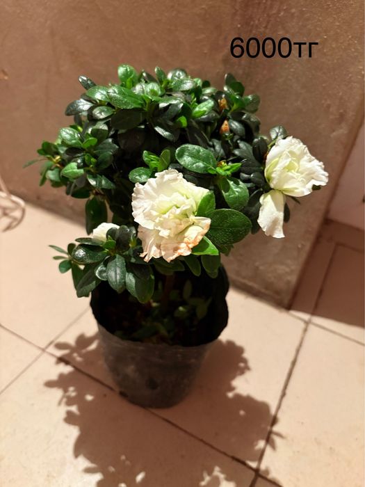 Продаются цветы в горшке