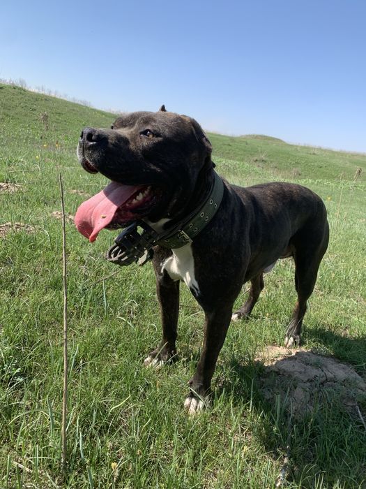 Питбультерьер с родословной