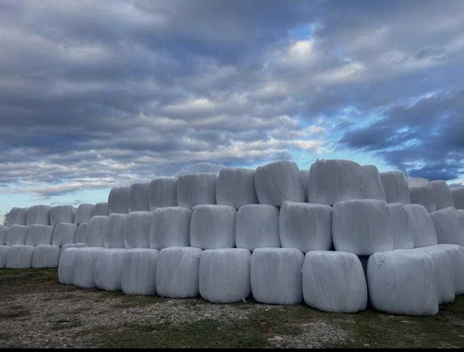 Baloti lucerna si lucerna infoliata