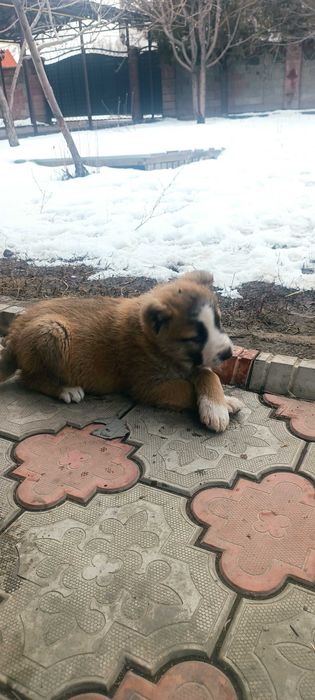 Щенок. Девочка. Төбет