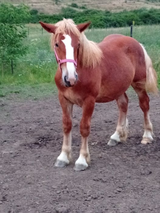 Vând mânz de 10 lunii