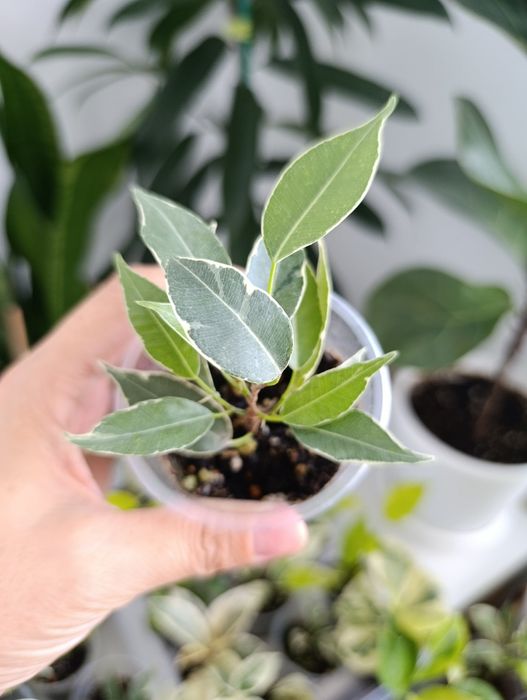 Продам сортовые фикусы