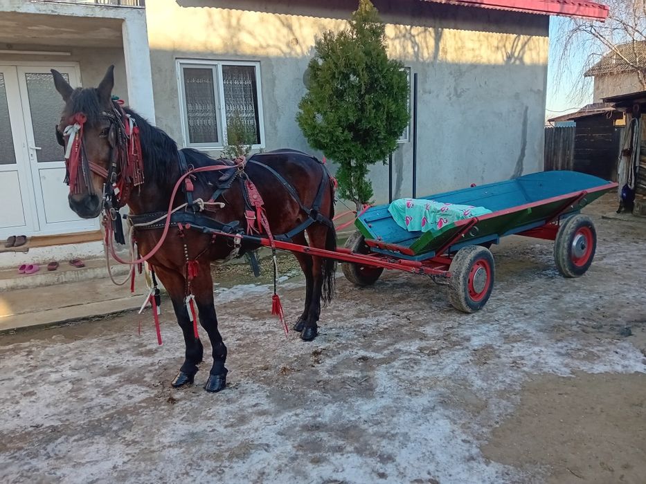 Iapă trapasă foarte cuminte