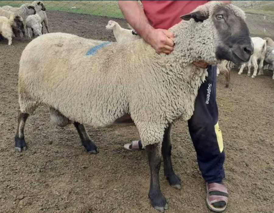 Гемшер, суффольк  қошқарлары сатылымда бар