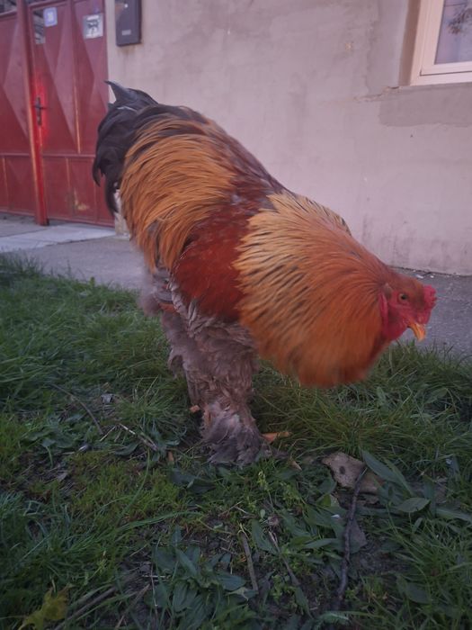 Vând cocoș Brahma Potarnichiu Albastru