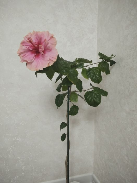 Гибискус или китайская роза