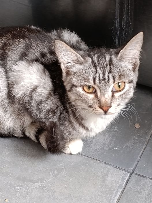 Кисуням нужен дом.