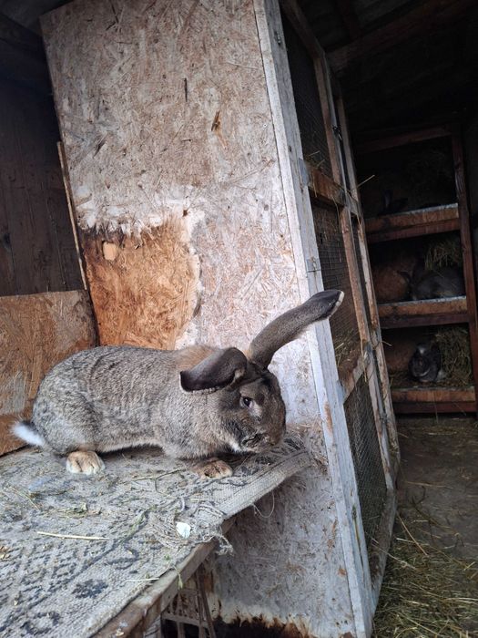 Masculi uriaș gri german