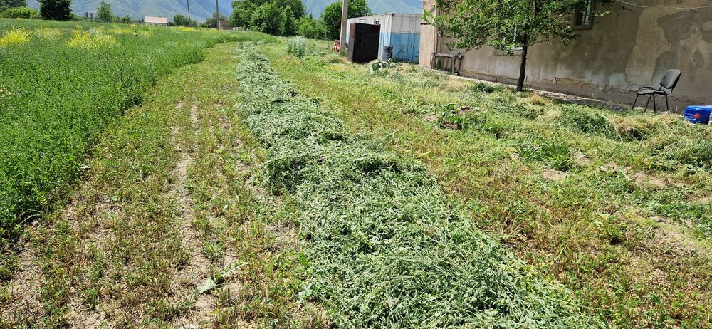 Продам ЖОНЫШКА Клевер Сено