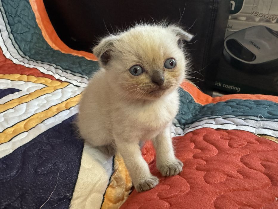Котята в хорошие руки