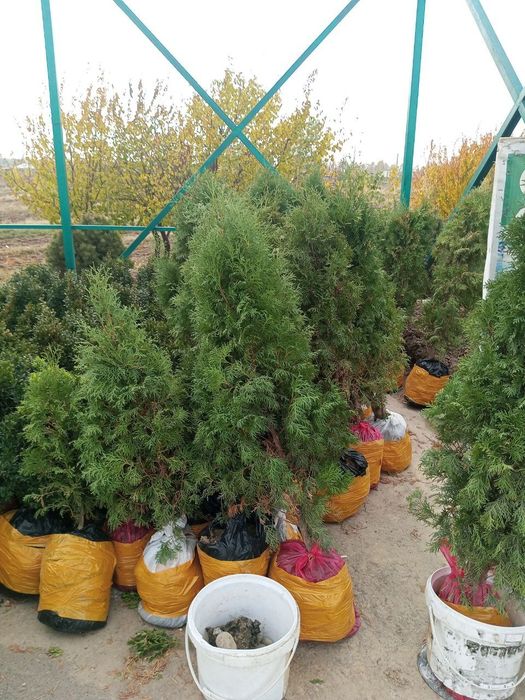 Toshkent viloyati Parkent tumani "Gulbogʻ Burxon"f/x