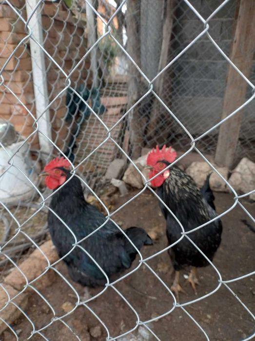 Продавам петли .