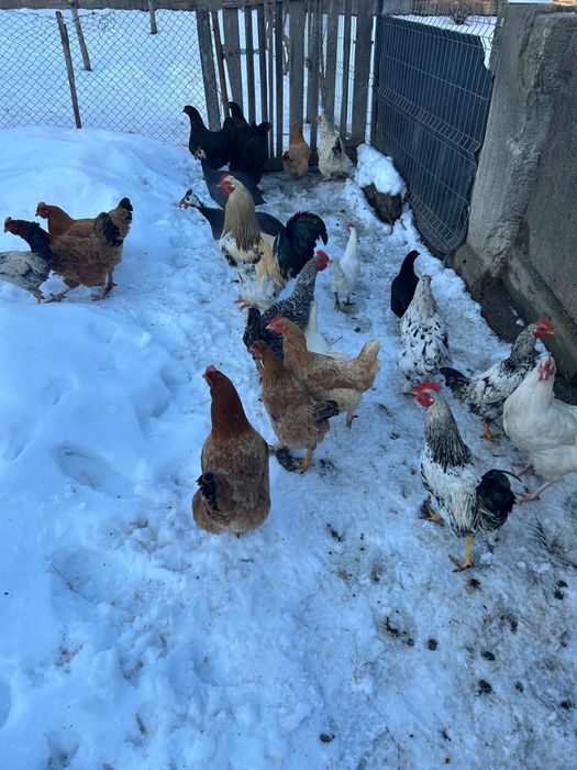 Vind gaini de casa , si cocosi