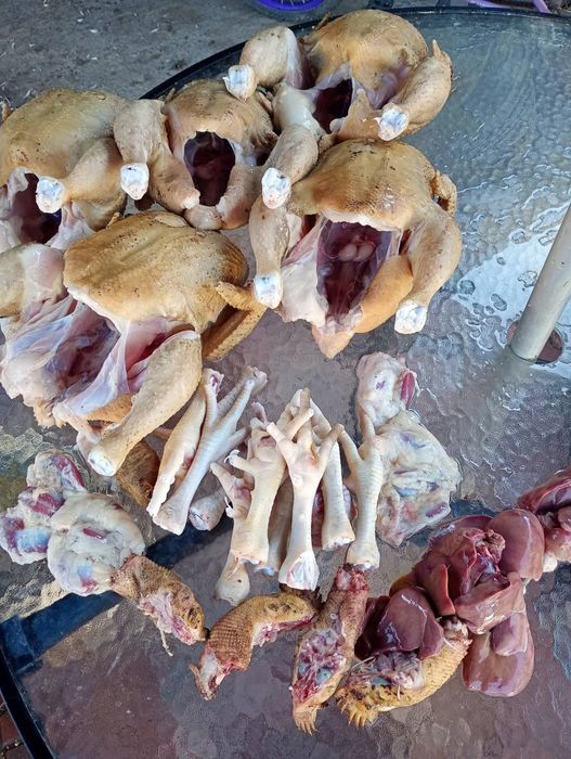 Pui albi de carne și găini albe de carne