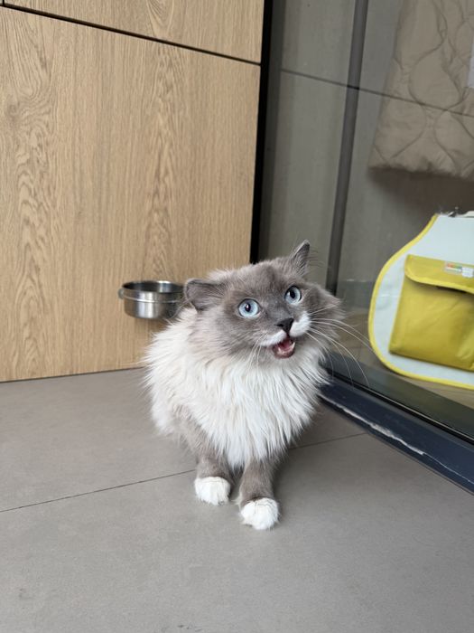 Кошечка ПУДРА ищет семью. 8 месяцев