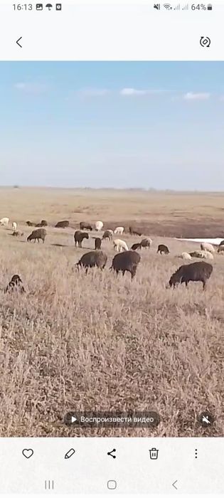 Продам овец с ягнятами