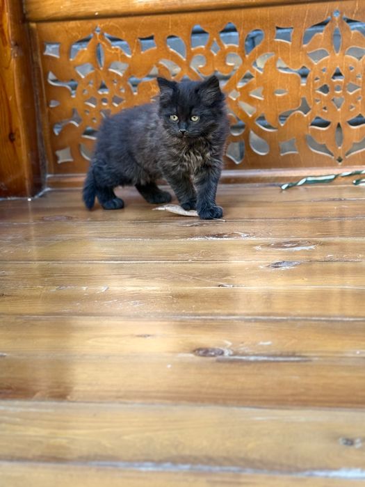 Отдам домашние котята