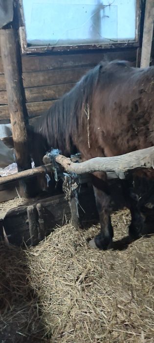 Vînd mînza de 2 ani jumate