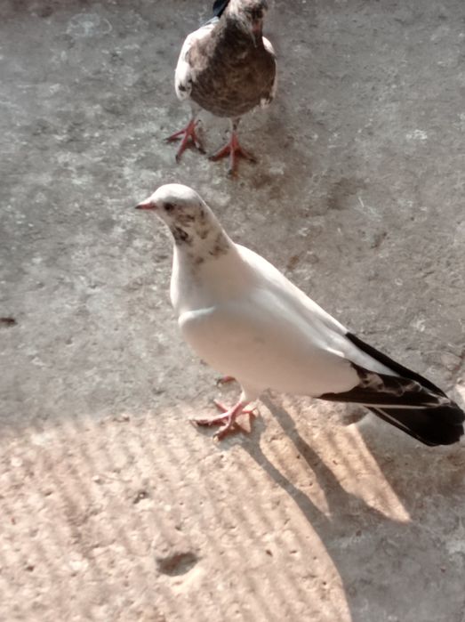 Продаются молодые голуби