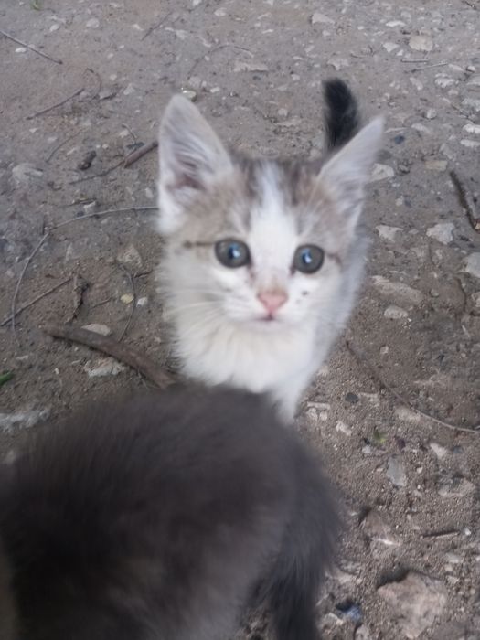 2 котенка,нуждаются в доме
