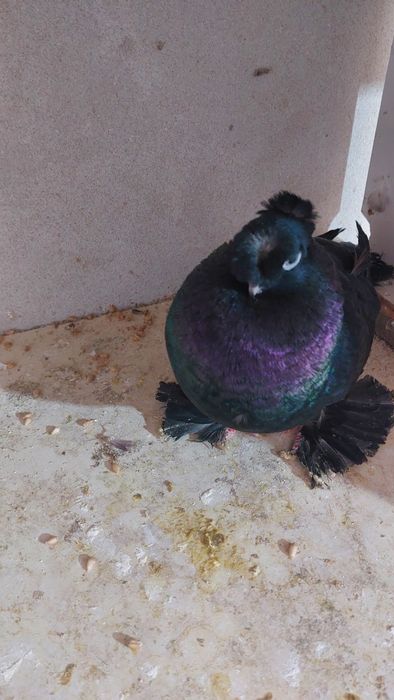 Голуби самка черная двухчубый кептер