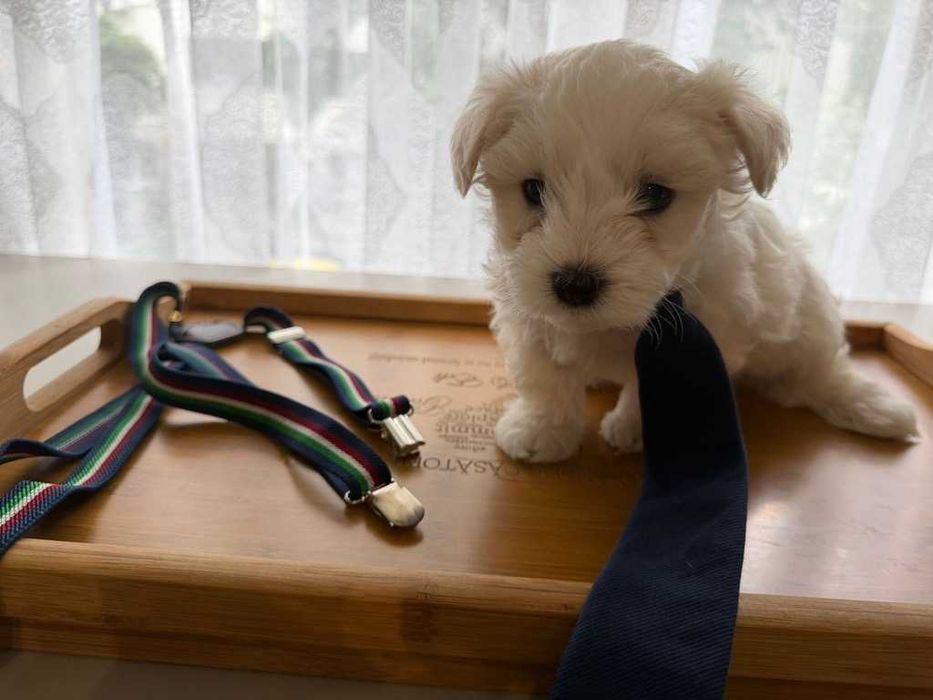 Pui bichon maltez - baiat