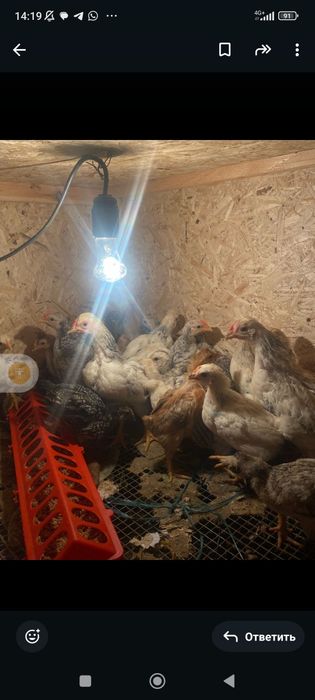 Цыплята 1,5месячные срочно!