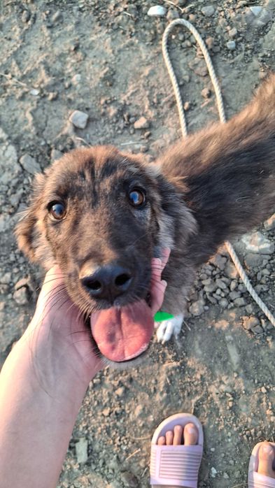 Безплатно женско куче