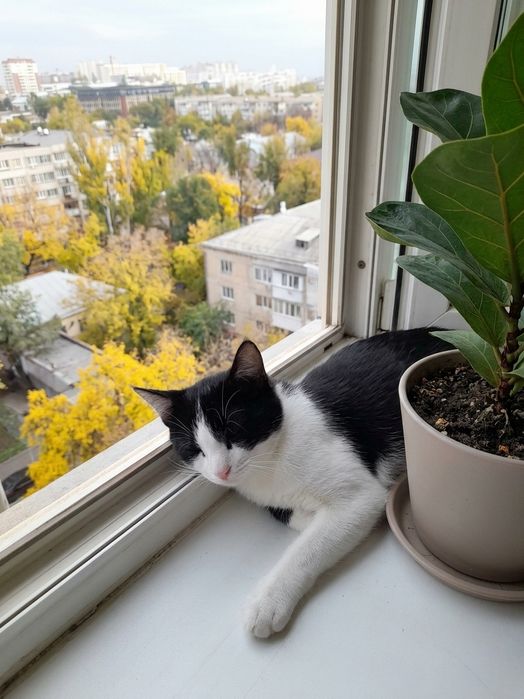 Катенок мальчик 5 мес отдам