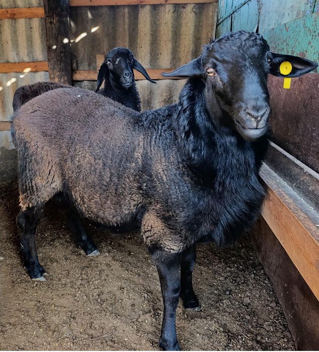 Мощный Кошкар  улучшитель